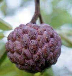 Fresh Burgundy Sugar-Apple Tree Seeds - A Tropical Delight for Your Garden 100 pcs
